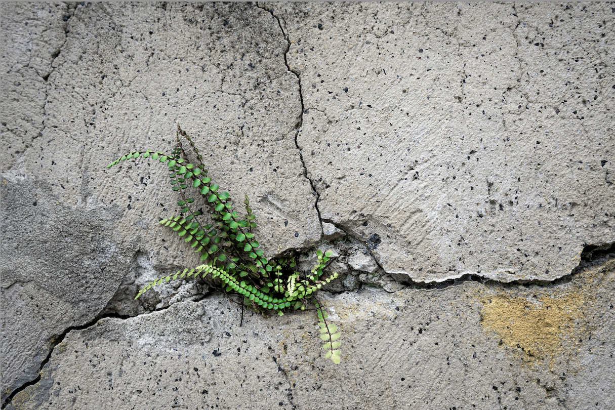 Fern growing in stone